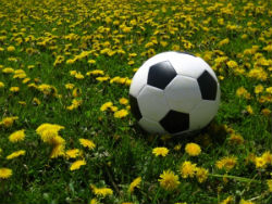 Soccer Coming to Sacramento, Maybe Elk Grove