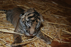 Sumatran Tiger Club Born at Sac Zoo