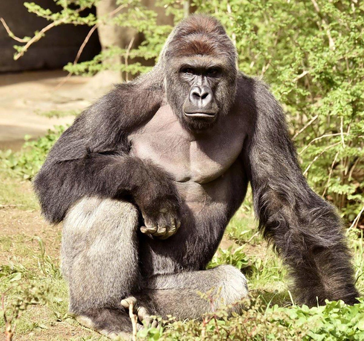 Racism has found its way into the Cincinnati Zoo saga