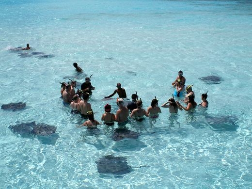 Swimming with stingrays: The best spots in the Caribbean
