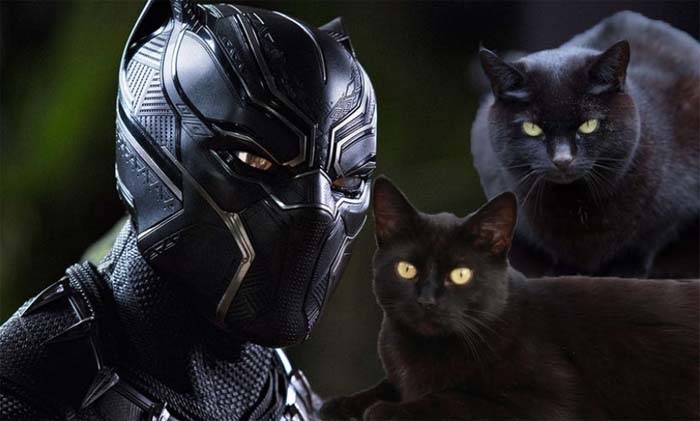 Black Panther is Reportedly Leading to More Black Cat Adoptions