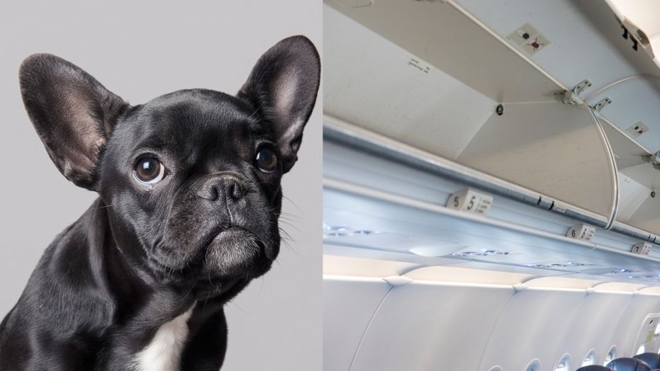 Dog Dies After United Flight Attendant Insists Carrier Be Put in Overhead Bin