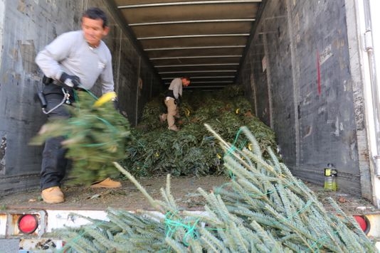 Here’s what happens to unsold Christmas trees