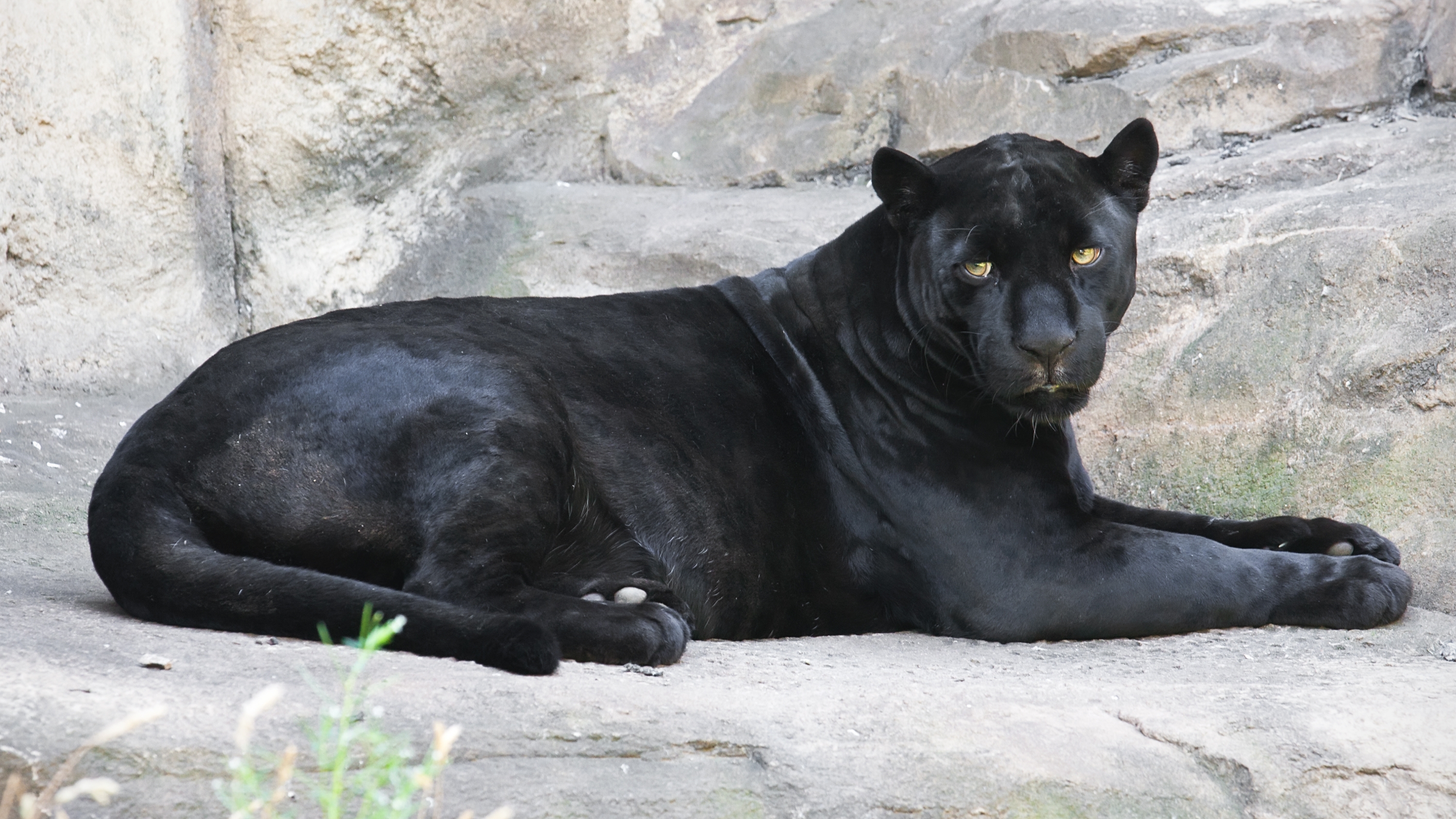 An Exclusive Interview With the Jaguar from the Arizona Zoo