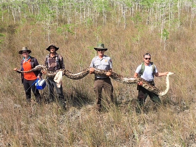 Scientists just captured a record 17-foot-long python in Florida