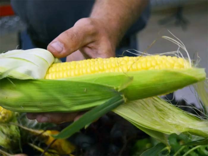Summer Tip: Eat Your Sweet Corn Raw!