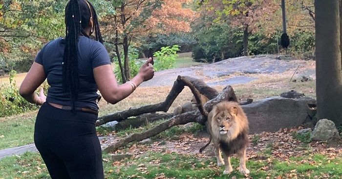 The woman who taunted a lion at the Bronx Zoo has been identified