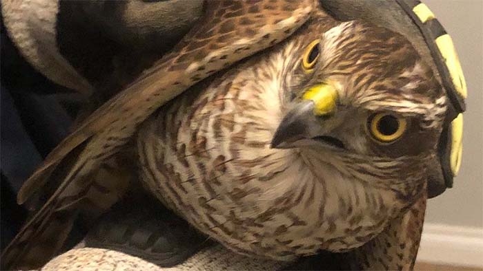 Bird of prey rescued from indoor Christmas tree perch