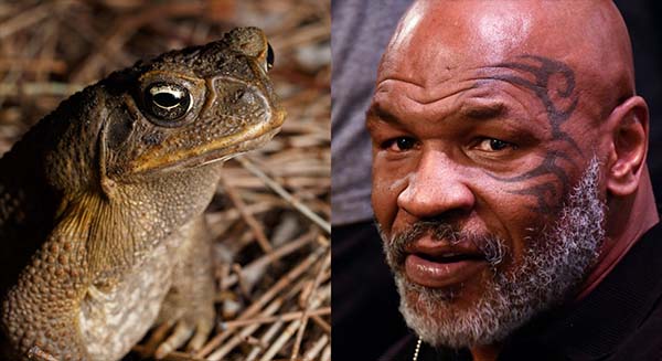 Former heavyweight boxing champion Mike Tyson says he ‘died’ while using psychedelic toad venom