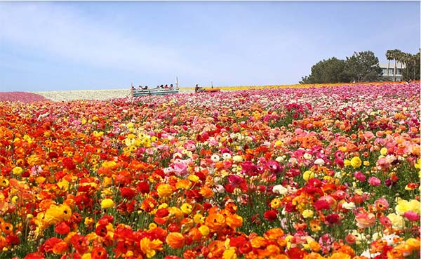 This California flower field will be the most Instagrammable travel spot this spring