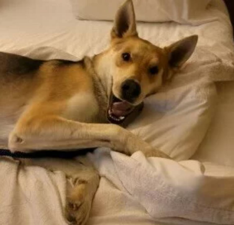 Homeward Bound! West Sacramento dog, found 1,600 miles away in Kansas, will be home for Christmas