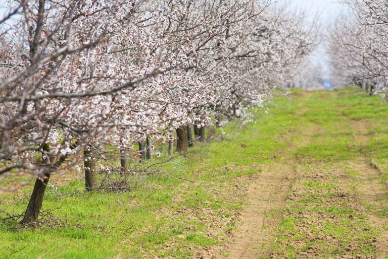 Modesto’s Blooming Almond Bloom Viewing